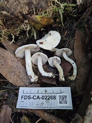  ( - FDS-CA-02268)  @11 [ ] by (2024) Mandy Hackney Fungal Diversity Survey