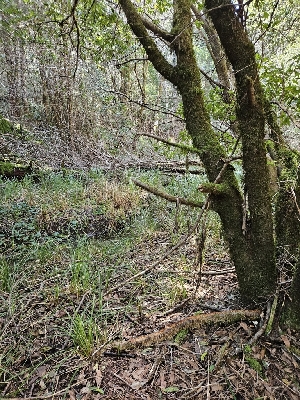  ( - FDS-CA-02268)  @11 [ ] by (2024) Mandy Hackney Fungal Diversity Survey
