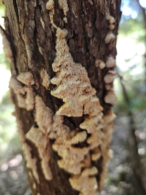  (Fomitopsis madronae - FDS-CA-02272)  @11 [ ] by (2024) Mandy Hackney Fungal Diversity Survey