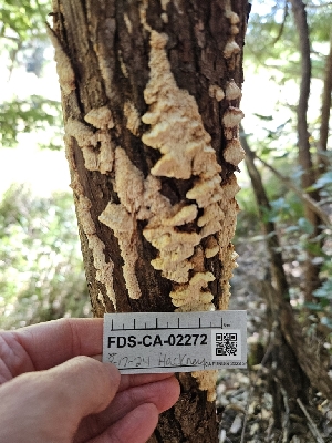  ( - FDS-CA-02272)  @11 [ ] by (2024) Mandy Hackney Fungal Diversity Survey