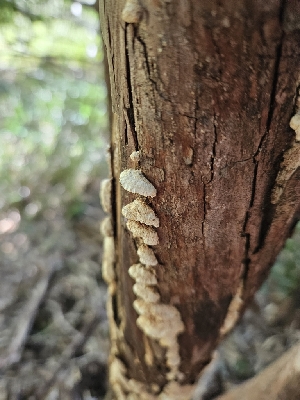  ( - FDS-CA-02272)  @11 [ ] by (2024) Mandy Hackney Fungal Diversity Survey