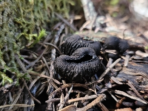  (Plectania - FDS-CA-02271)  @11 [ ] by (2024) Mandy Hackney Fungal Diversity Survey