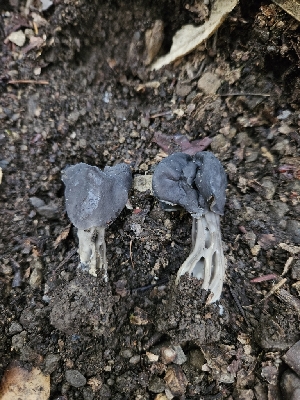  ( - FDS-CA-02273)  @11 [ ] by (2024) Mandy Hackney Fungal Diversity Survey