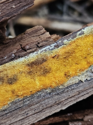  (Resinoporia - FDS-CA-02133)  @11 [ ] by (2024) Mandy Hackney Fungal Diversity Survey