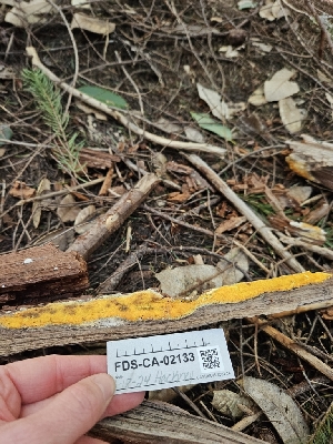  ( - FDS-CA-02133)  @11 [ ] by (2024) Mandy Hackney Fungal Diversity Survey