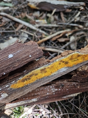  ( - FDS-CA-02133)  @11 [ ] by (2024) Mandy Hackney Fungal Diversity Survey