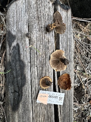  (Coltricia sp. CA03 - FDS-CA-04298)  @11 [ ] by-nc (2024) Aaron Tupac Fungal Diversity Survey