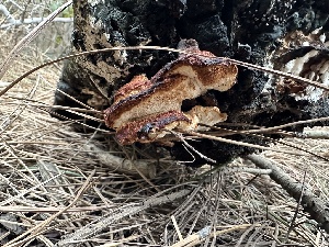  ( - FDS-CA-04297)  @11 [ ] by-nc (2024) Aaron Tupac Fungal Diversity Survey