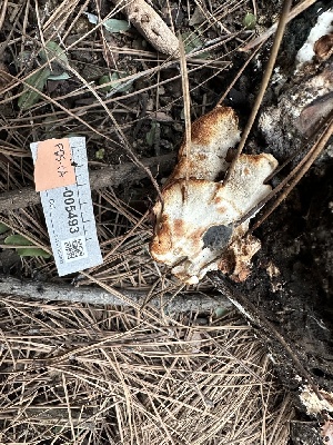  ( - FDS-CA-04297)  @11 [ ] by-nc (2024) Aaron Tupac Fungal Diversity Survey