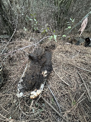  ( - FDS-CA-04297)  @11 [ ] by-nc (2024) Aaron Tupac Fungal Diversity Survey