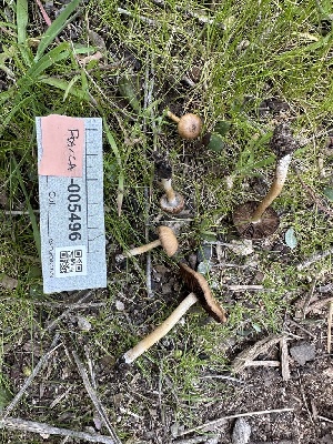 ( - FDS-CA-04295)  @11 [ ] by-nc (2024) Aaron Tupac Fungal Diversity Survey