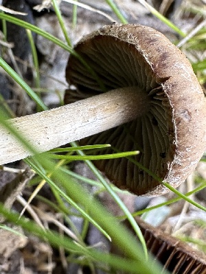  ( - FDS-CA-04295)  @11 [ ] by-nc (2024) Aaron Tupac Fungal Diversity Survey