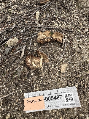  ( - FDS-CA-04310)  @11 [ ] by-nc (2024) Aaron Tupac Fungal Diversity Survey
