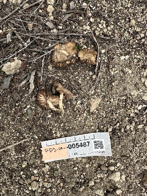  ( - FDS-CA-04310)  @11 [ ] by-nc (2024) Aaron Tupac Fungal Diversity Survey
