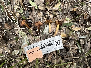  ( - FDS-CA-04311)  @11 [ ] by-nc (2024) Aaron Tupac Fungal Diversity Survey