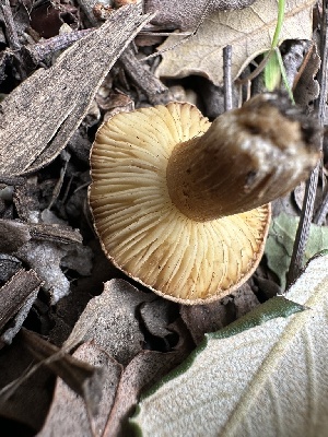  ( - FDS-CA-04311)  @11 [ ] by-nc (2024) Aaron Tupac Fungal Diversity Survey