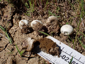  (Bovista sp. plumbea-CA01 - FDS-CA-02389)  @11 [ ] by-nc (2024) Jaren Hockert Fungal Diversity Survey