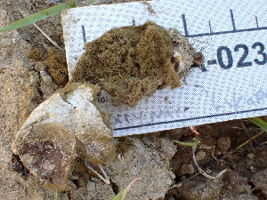  ( - FDS-CA-02389)  @11 [ ] by-nc (2024) Jaren Hockert Fungal Diversity Survey