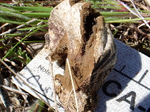  ( - FDS-CA-02389)  @11 [ ] by-nc (2024) Jaren Hockert Fungal Diversity Survey