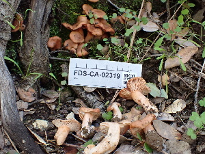  ( - FDS-CA-02319)  @11 [ ] by-nc (2024) Jaren Hockert Fungal Diversity Survey