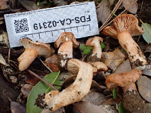  ( - FDS-CA-02319)  @11 [ ] by-nc (2024) Jaren Hockert Fungal Diversity Survey