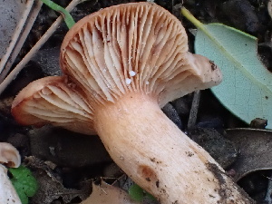  ( - FDS-CA-02319)  @11 [ ] by-nc (2024) Jaren Hockert Fungal Diversity Survey