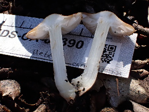  ( - FDS-CA-02390)  @11 [ ] by-nc (2024) Jaren Hockert Fungal Diversity Survey