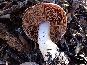  ( - FDS-CA-02390)  @11 [ ] by-nc (2024) Jaren Hockert Fungal Diversity Survey
