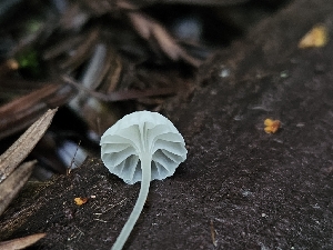  (Hemimycena sp. PNW05 - FDS-CA-02134)  @11 [ ] by (2024) Mandy Hackney Fungal Diversity Survey