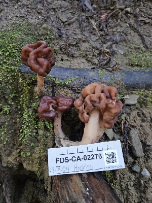  ( - FDS-CA-02276)  @11 [ ] by (2024) Mandy Hackney Fungal Diversity Survey