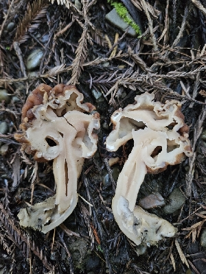  ( - FDS-CA-02276)  @11 [ ] by (2024) Mandy Hackney Fungal Diversity Survey