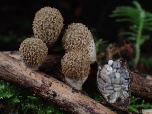  ( - FDS-CA-02127)  @11 [ ] by (2024) Mandy Hackney Fungal Diversity Survey