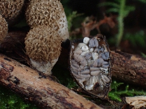  ( - FDS-CA-02127)  @11 [ ] by (2024) Mandy Hackney Fungal Diversity Survey