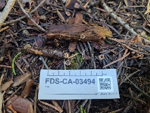  ( - FDS-CA-03494)  @11 [ ] by-nc (2024) Fresno Mycology Society Fungal Diversity Survey