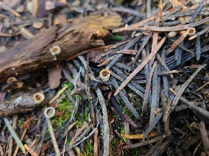  ( - FDS-CA-03494)  @11 [ ] by-nc (2024) Fresno Mycology Society Fungal Diversity Survey
