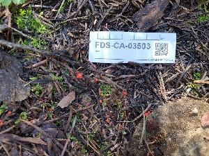  ( - FDS-CA-03503)  @11 [ ] by-nc (2024) Fresno Mycology Society Fungal Diversity Survey