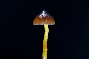  ( - FDS-CA-03510)  @11 [ ] by-nc (2024) Fresno Mycology Society Fungal Diversity Survey