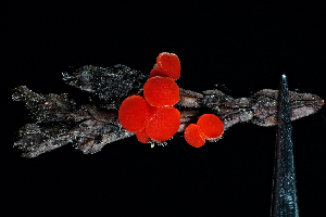  ( - FDS-CA-03503)  @11 [ ] by-nc (2024) Fresno Mycology Society Fungal Diversity Survey