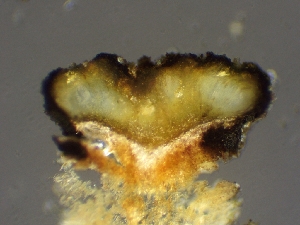  ( - FDS-CA-01533)  @11 [ ] c (2024) Rudy Diaz Fungal Diversity Survey