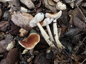  ( - FDS-CA-01511)  @11 [ ] c (2024) Rudy Diaz Fungal Diversity Survey