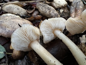  ( - FDS-CA-01511)  @11 [ ] c (2024) Rudy Diaz Fungal Diversity Survey