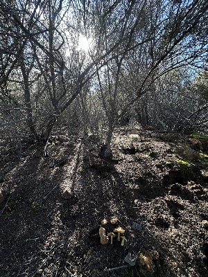  ( - FDS-CA-01597)  @11 [ ] c (2024) Rudy Diaz Fungal Diversity Survey