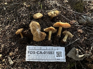  ( - FDS-CA-01597)  @11 [ ] c (2024) Rudy Diaz Fungal Diversity Survey