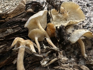  (Ossicaulis sp. CA01 - FDS-CA-01604)  @11 [ ] c (2024) Rudy Diaz Fungal Diversity Survey