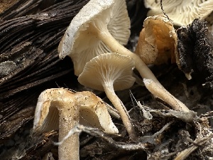  ( - FDS-CA-01604)  @11 [ ] c (2024) Rudy Diaz Fungal Diversity Survey