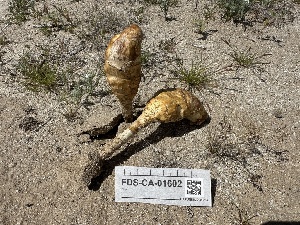  ( - FDS-CA-01602)  @11 [ ] c (2024) Rudy Diaz Fungal Diversity Survey