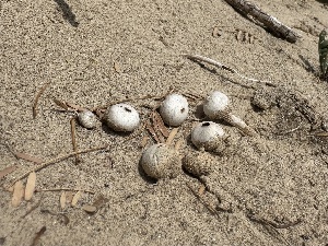  (Tulostoma sp. CA05 - FDS-CA-01601)  @11 [ ] c (2024) Rudy Diaz Fungal Diversity Survey