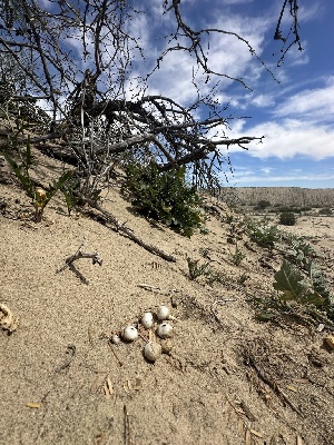  ( - FDS-CA-01601)  @11 [ ] c (2024) Rudy Diaz Fungal Diversity Survey