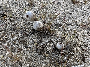  (Tulostoma sp. cretaceum-CA01 - FDS-CA-01603)  @11 [ ] c (2024) Rudy Diaz Fungal Diversity Survey