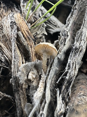  ( - FDS-CA-01605)  @11 [ ] c (2024) Rudy Diaz Fungal Diversity Survey